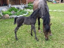 Purebred Morgan weanling stud colt, excellent breeding! - Photo 5