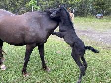 Purebred Morgan weanling stud colt, excellent breeding! - Photo 6