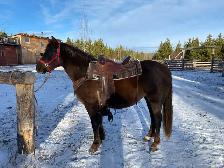 Purebred Morgan weanling stud colt, excellent breeding! - Photo 8