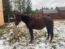 Purebred Morgan weanling stud colt, excellent breeding! - Photo 9