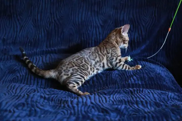Stunning Bengal Kittens - Brown, Silver, Melanistic - TICA