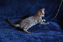 Stunning Bengal Kittens - Brown, Silver, Melanistic - TICA