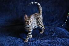 Stunning Bengal Kittens - Brown, Silver, Melanistic - TICA - Photo 2