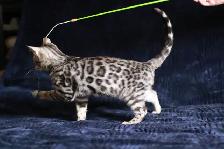 Stunning Bengal Kittens - Brown, Silver, Melanistic - TICA - Photo 3