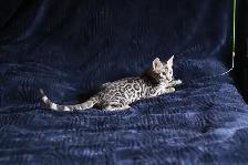 Stunning Bengal Kittens - Brown, Silver, Melanistic - TICA - Photo 4