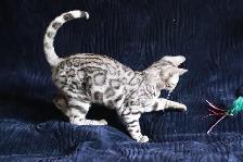 Stunning Bengal Kittens - Brown, Silver, Melanistic - TICA - Photo 5