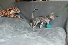 Stunning Bengal Kittens - Brown, Silver, Melanistic - TICA - Photo 6