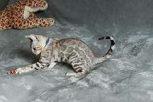 Stunning Bengal Kittens - Brown, Silver, Melanistic - TICA - Photo 7