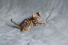 Stunning Bengal Kittens - Brown, Silver, Melanistic - TICA - Photo 8