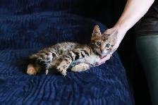 Stunning Bengal Kittens - Brown, Silver, Melanistic - TICA - Photo 9