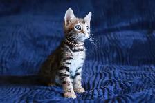 Stunning Bengal Kittens - Brown, Silver, Melanistic - TICA - Photo 10