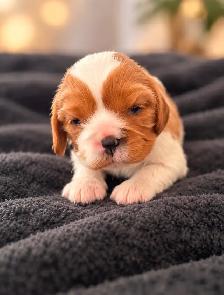 Cavalier King Charles Spaniel Puppies