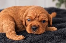 Cavalier King Charles Spaniel Puppies - Photo 3