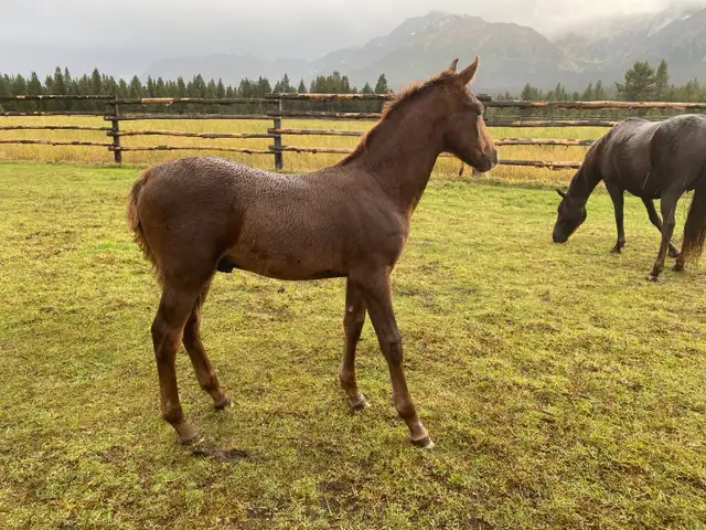 Top notch purebred Morgan weanling stud colt!