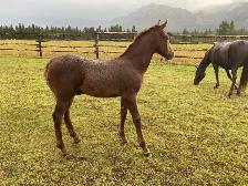 Top notch purebred Morgan weanling stud colt!