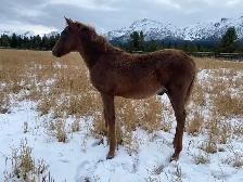 Top notch purebred Morgan weanling stud colt! - Photo 2