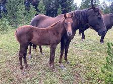 Top notch purebred Morgan weanling stud colt! - Photo 3