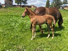 Top notch purebred Morgan weanling stud colt! - Photo 4