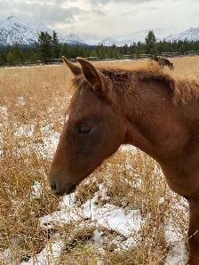 Top notch purebred Morgan weanling stud colt! - Photo 5