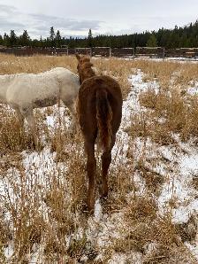 Top notch purebred Morgan weanling stud colt! - Photo 6