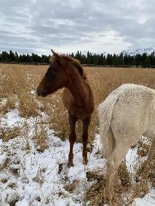 Top notch purebred Morgan weanling stud colt! - Photo 7