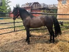 Top notch purebred Morgan weanling stud colt! - Photo 10