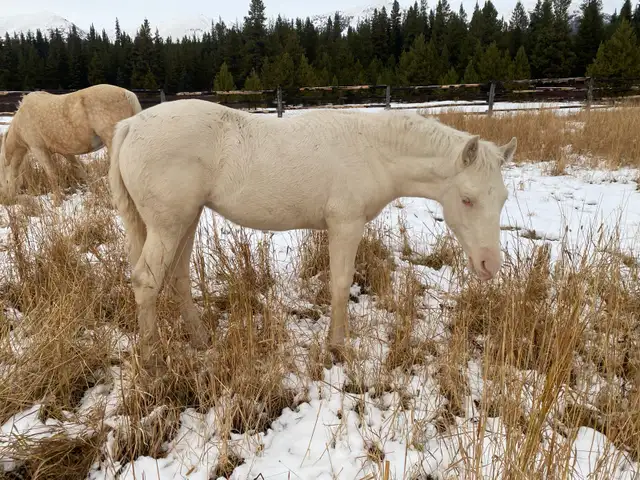 Beautiful Cremello purebred Morgan weanling filly!