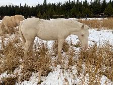 Beautiful Cremello purebred Morgan weanling filly!
