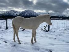 Beautiful Cremello purebred Morgan weanling filly! - Photo 2