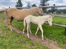 Beautiful Cremello purebred Morgan weanling filly! - Photo 4