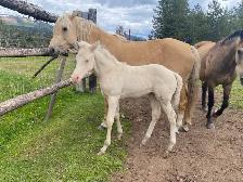 Beautiful Cremello purebred Morgan weanling filly! - Photo 5