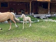 Beautiful Cremello purebred Morgan weanling filly! - Photo 6