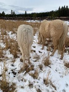 Beautiful Cremello purebred Morgan weanling filly! - Photo 7