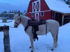 Beautiful Cremello purebred Morgan weanling filly! - Photo 9