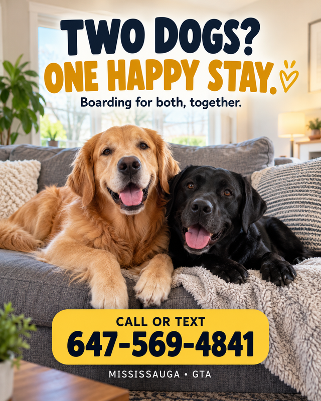 Two Dogs? Board Them Together | Mississauga Pet Sitting