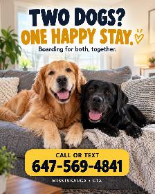 Two Dogs? Board Them Together | Mississauga Pet Sitting