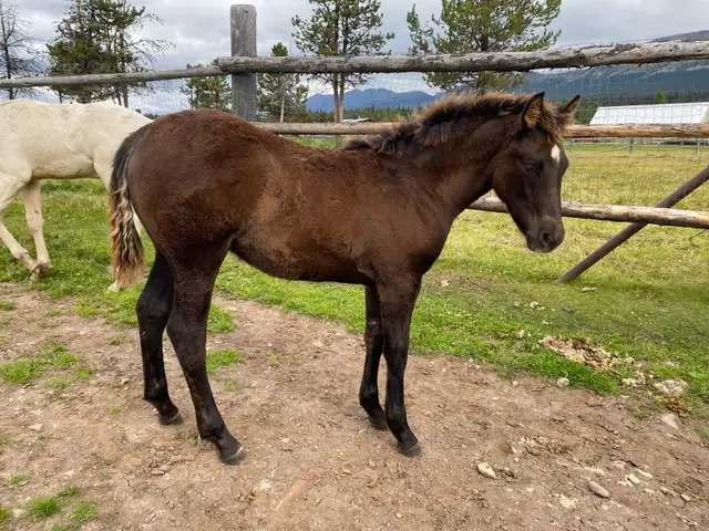 Purebred Morgan chestnut weanling filly, sweet and tough!
