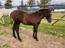 Purebred Morgan chestnut weanling filly, sweet and tough!