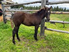 Purebred Morgan chestnut weanling filly, sweet and tough! - Photo 3