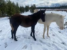 Purebred Morgan chestnut weanling filly, sweet and tough! - Photo 4