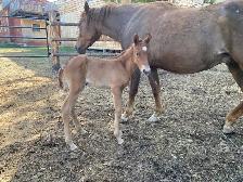 Purebred Morgan chestnut weanling filly, sweet and tough! - Photo 5