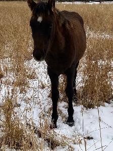 Purebred Morgan chestnut weanling filly, sweet and tough! - Photo 6