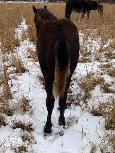 Purebred Morgan chestnut weanling filly, sweet and tough! - Photo 7