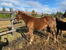 Purebred Morgan chestnut weanling filly, sweet and tough! - Photo 9