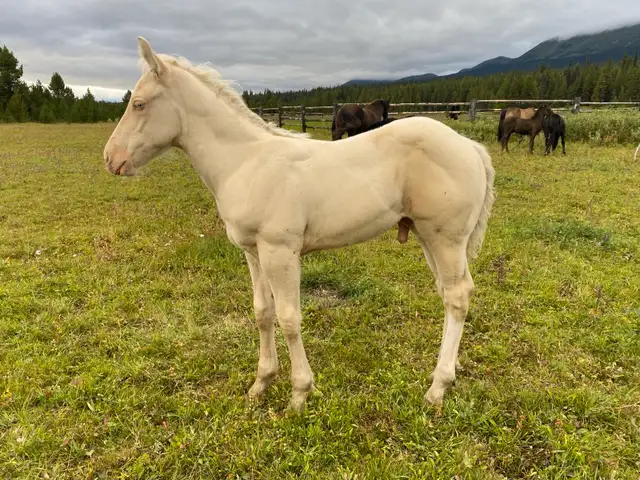 Strong palomino Morgan/Percheron cross weanling stud colt!