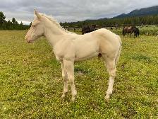 Strong palomino Morgan/Percheron cross weanling stud colt!