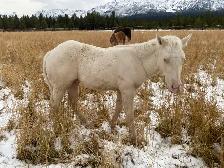 Strong palomino Morgan/Percheron cross weanling stud colt! - Photo 2