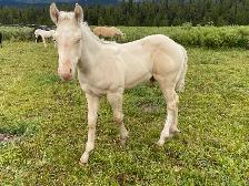 Strong palomino Morgan/Percheron cross weanling stud colt! - Photo 3