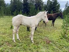 Strong palomino Morgan/Percheron cross weanling stud colt! - Photo 4