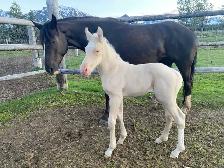 Strong palomino Morgan/Percheron cross weanling stud colt! - Photo 5